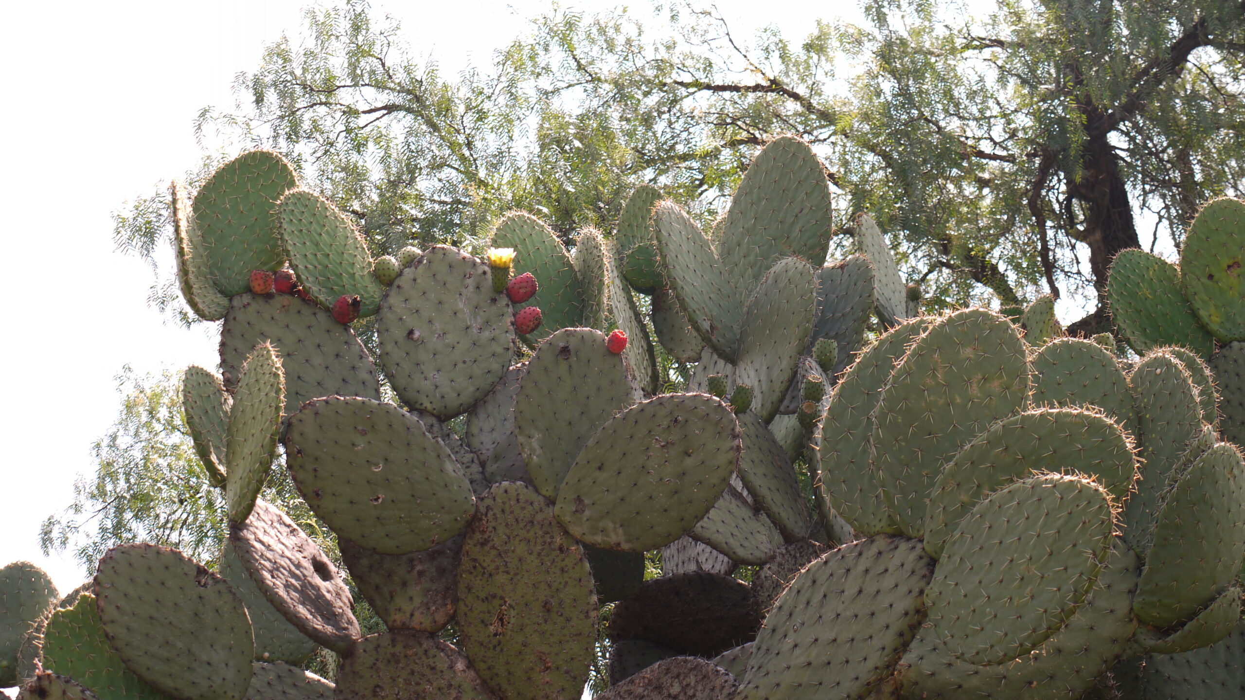 Nopales